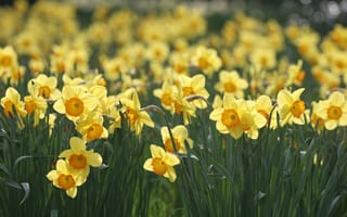 Картинка нарциссы, весна, поляна, макро, желтые, цветы