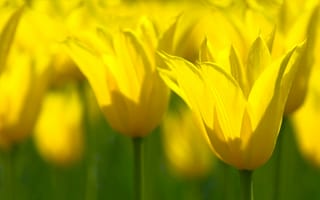 Картинка Тюльпаны, макро, цветы, весна, желтый