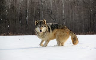 Обои волк, зима, природа