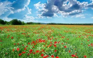 Картинка пейзаж, цветы, деревья, трава, голубое небо, природа