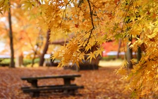 Картинка осень, желтые, фокус, лавочка, скамейка, листья, парк, клен