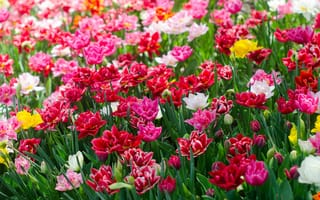 Картинка цветение, лепестки, разноцветные, тюльпаны, много