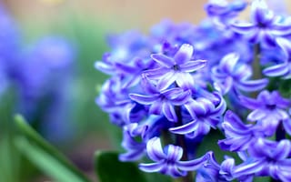 Картинка Гиацинт, размытость, синий, цветы, весна, макро