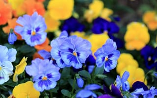 Картинка анютины глазки, цветы, лепестки, виола, голубые
