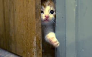 Картинка кошка, дверь
