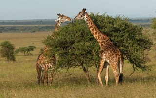 Картинка Serengeti National Park, дерево, жирафы, Танзания, Tanzania