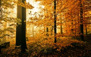 Обои природа, осень, лес, листва