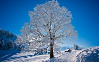 Картинка природа, дерево, зима, снег, мороз, дорога