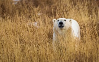 Обои Grass, Polar Bears, nature