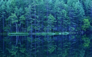 Обои лес, отражение, озеро, деревья, весна, зелень