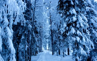 Картинка зима, природа, снег, дорога, лес