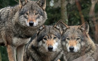 Картинка волки, троица, хищники, санитары