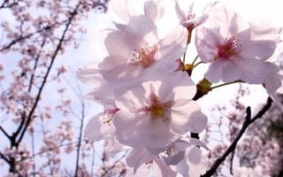 Картинка sakura, цветы, ветка, весна