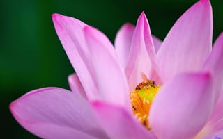 Картинка цветок, пчела, розовый, макро, водяная лилия, кувшинка, лотос