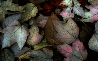 Картинка листья, природа, цвет, осень