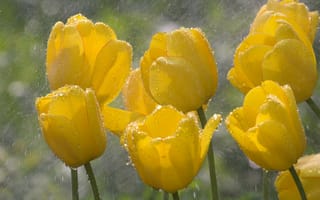 Обои тюльпаны, капли, весна, макро, дождь, цветы, желтый, бутоны