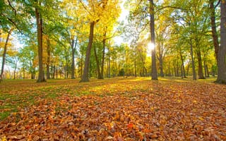 Картинка листья, скамья, деревья, осень, лучи, парк, солнце