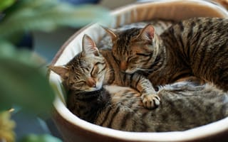 Картинка коты, зелень, спят, кошки, фокус, размытость