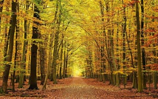 Картинка дорога, листья, осень, красиво, лес