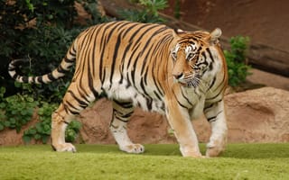 Картинка тигр, хищник, хвост, шкура, полосы