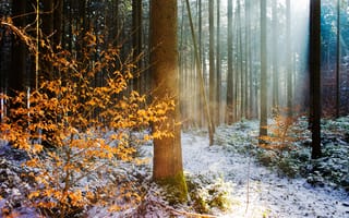Картинка зима, свет, осень, природа, лес