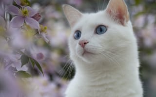 Картинка кот, природа, белый, цветы, растения, глаза, голубые
