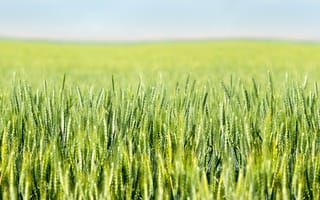 Картинка фермы, поле пшеницы, пшеница, поле, боке, деревни