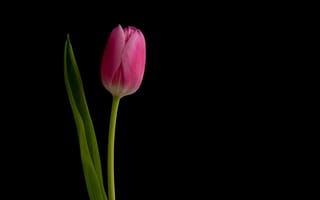 Картинка природа, цветок, тюльпан