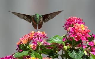 Картинка птица, колибри, нектар, цветы