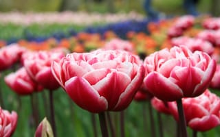 Картинка тюльпаны, розовые, макро, лепестки, поляна, весна, красные, цветы, бутоны
