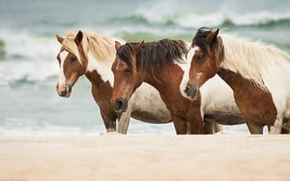 Картинка лошади, песок, кони, море
