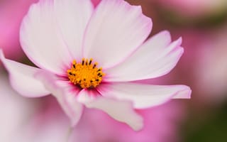 Картинка цветок, космея, макро, бело-розовая