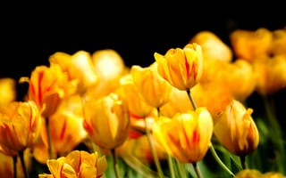 Картинка тюльпаны, природа, весна, цветы, бутоны, лепестки