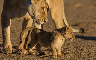 Обои львы, Африка, природа