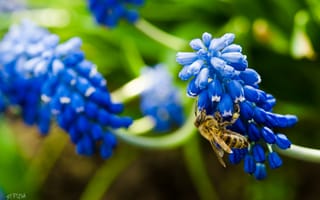 Картинка Пчела, puxa, цветок, пыльца на пчеле