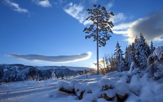Картинка дерево, природа, зима, снег