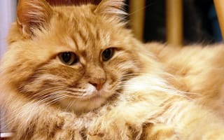 Картинка кошка, взгляд, рыжий, пушистый, кот