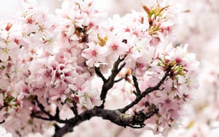 Картинка cherry branch, ветка, розовый, цветки, вишня, весна, черешня