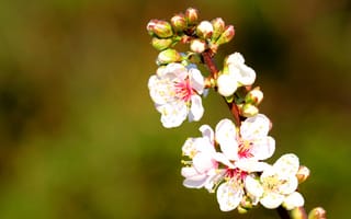 Обои сакура, весна, макро, ветка, природа, цветение, цветы