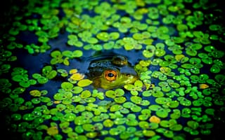 Картинка лягушка, пруд, подглядывает