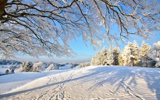 Картинка зима, лес, дерево, снег, ветки