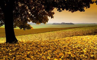 Картинка природа, осень, листва, дерево, поле