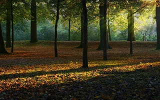 Картинка Природа, лес, деревья, лучики солнца, листья, осень