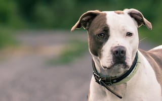 Картинка pitbull, собака, друг