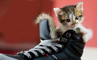 Картинка кошка, ботинок