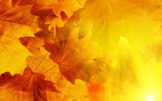 Картинка листья, солнце, прожилки, осень