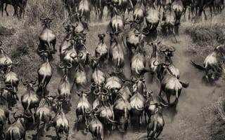 Картинка стадо, буйволы, Кения, Африка