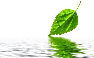 Обои лист, вода, отражение, капли, зеленый