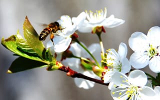 Обои пчела, яблоня, в цвету, весна