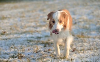 Картинка собака, поле, зима, друг